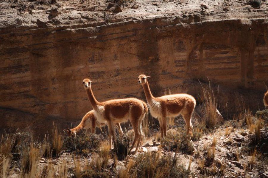 Tour Cañón del Colca Full Day Vicuñas en la Reserva Nacional de Salinas y Aguada Blanca durante el recorrido al Cañón del Colca.